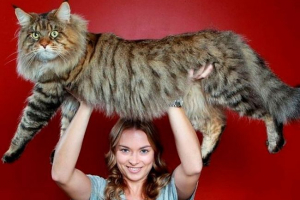 Největší plemena koček